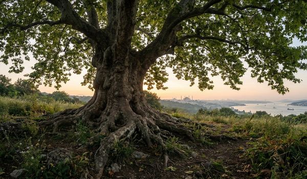 istanbul boğazı karşısında tarihi ağaç